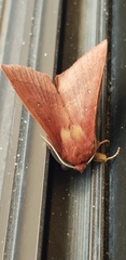 Anthela rubeola