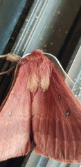Anthela rubeola