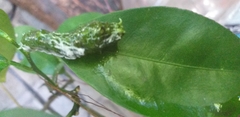 Papilio