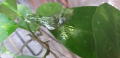 Papilio