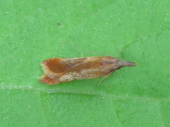 Dichomeris ustalella