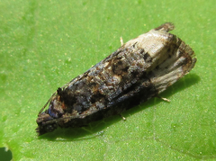 Apotomis geminata