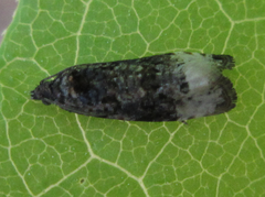 Apotomis geminata
