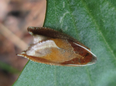 Ancylis partitana
