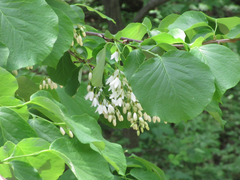 Styrax obassia