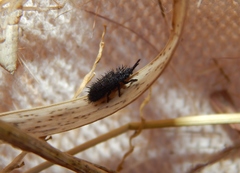 Dorcathispa bellicosa