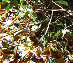 Dendrelaphis calligaster