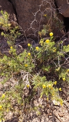 Ononis angustissima angustissima