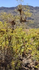 Heliotropium messerschmidioides