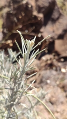 Parolinia