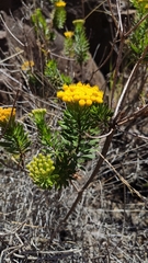 Allagopappus canariensis