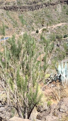 Campylanthus salsoloides