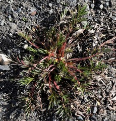 Potentilla bimundorum