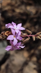 Campylanthus salsoloides