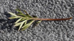 Potentilla bimundorum