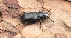 Pterostichus nigrita