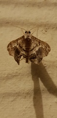 Chiasmia gratularia