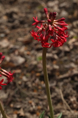 Primula maximowiczii