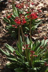Primula maximowiczii