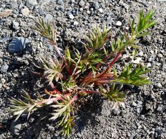 Potentilla bimundorum