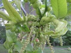 Phylloxera perniciosa