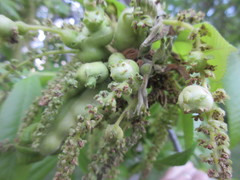 Phylloxera perniciosa