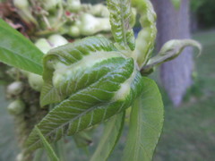 Phylloxera perniciosa