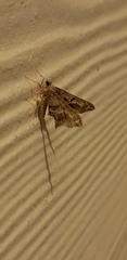 Chiasmia gratularia