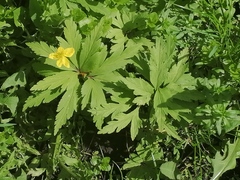 Anemonoides ranunculoides