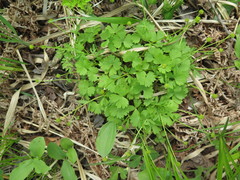 Ranunculus franchetii