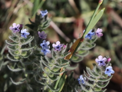 Alkanna strigosa