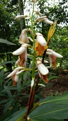 Alpinia mutica