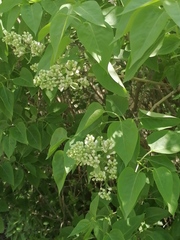 Syringa vulgaris