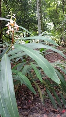 Alpinia mutica