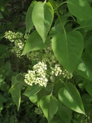 Syringa vulgaris