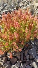 Rumex vesicarius