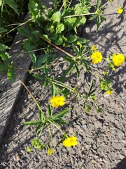Potentilla