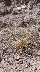 Matthiola parviflora