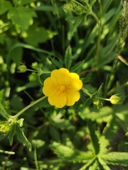 Potentilla