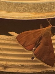 Endotricha theonalis