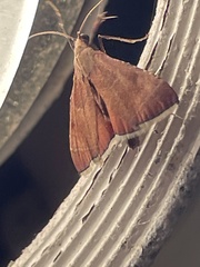 Endotricha theonalis