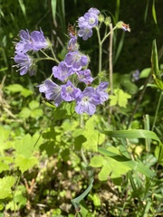 Hydrophyllum appendiculatum
