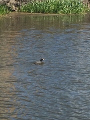Fulica atra