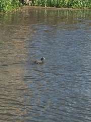 Fulica atra