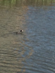 Fulica atra
