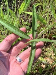 Orbexilum pedunculatum