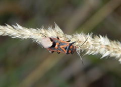 Graptostethus septus