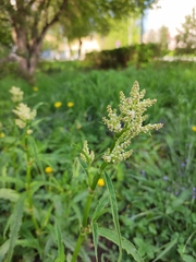 Koenigia alpina