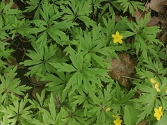 Anemonoides ranunculoides