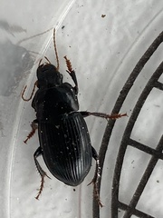Harpalus tardus